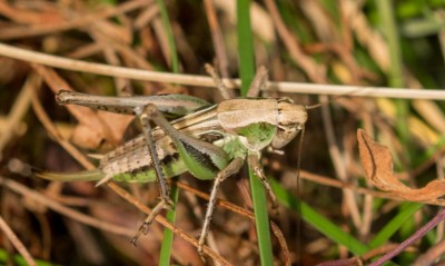 Metrioptera-roeselii20160725.jpg