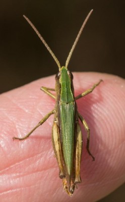C. albomarginatus?