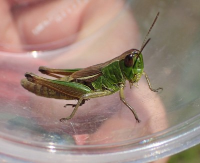 cf Chorthippus paralleus