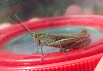 cf Chorthippus dorsatus
