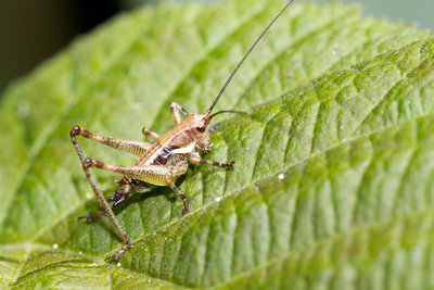 02.07.2011 - Mergoscia (Tessin)<br />Weibliche Larve von Antaxius pedestris mit erkennbarer Legeröhre