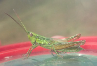 cf Euthystira brachyptera