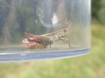 Chortippus_dorsatus
