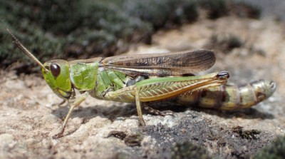 cf Stauroderis scalaris