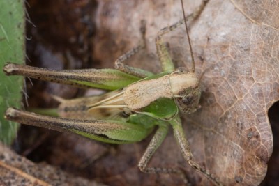 Metrioptera 1.jpg