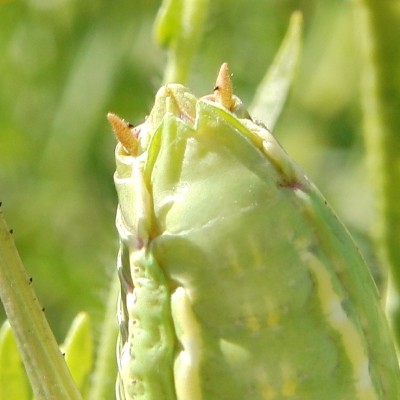 CIMG8209.JPG