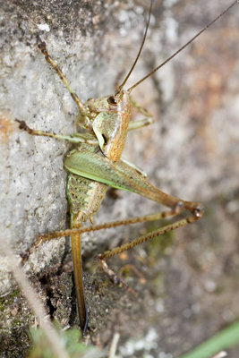 02.07.2011 - Mergoscia (Tessin)<br />Weibliche Antaxius pedestris-Larve im letzten Larvenstadium