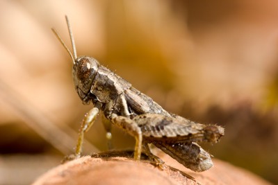 Pezotettix giornae - Kleine Knarrschrecke