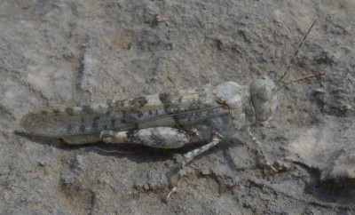 Acrididae Art 2.jpg