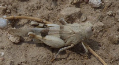 Acrididae Art 3.jpg