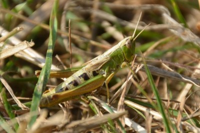DSC_4587.JPG