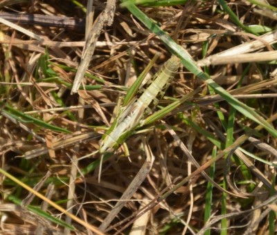 DSC_4580.JPG