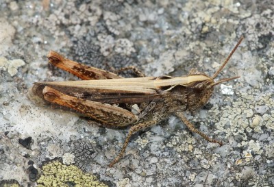 Ch. biguttulus? Ch. brunneus?  Hinterrhein GR