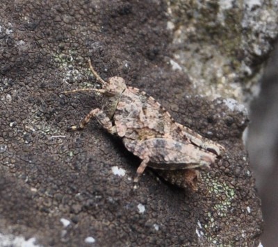 Tetrix_tenuicornis_2.jpg