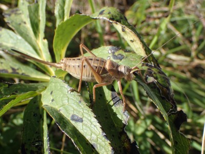 1. E. terrestirs bormansi