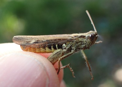 Valle di Muggio, eisenrauthi male