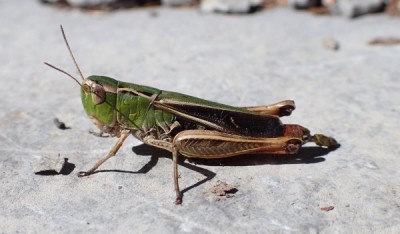 Valle die Muggio, Stenobothrus lineatus