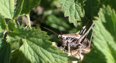 fallax (oder griseoaptera)