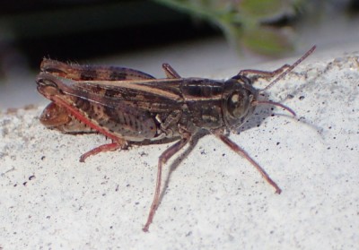 9 Calliptamus siciliae