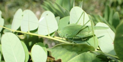 3 Phaneroptera nana