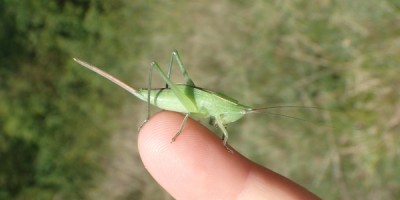 2 Ruspolia nitidula Larve