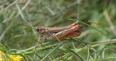 5) male mollis?