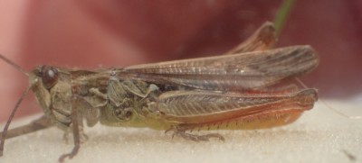 3) male eisenrauthi?