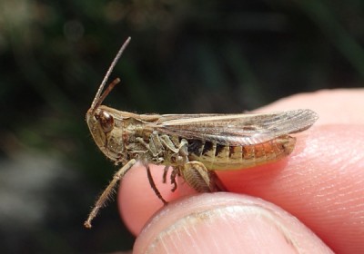 2) male eisenrauthi?