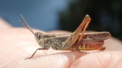 1) male eisenrathi?