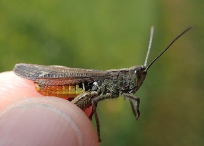 10, male mollis? (Begell)