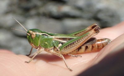 8, Stenobothrus lineatus