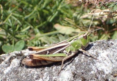 7, Stenobothrus lineatus