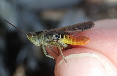 6, male mollis? (Bergell)