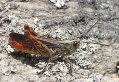 5, male mollis? (Bergell)