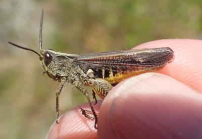4, male mollis? (Bergell)