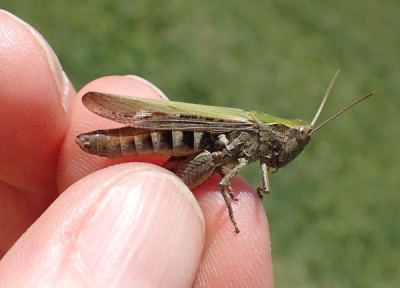 3, mollis female?