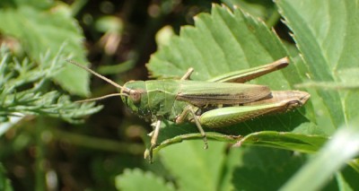 2, Chorthippus dorsatus? Bergell