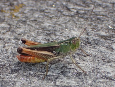 1, Stenobothrus lineatus?