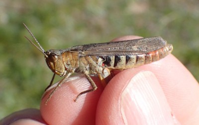 10)unbestimmbarer fem Chorthippus oder Stauroderis scalaris?