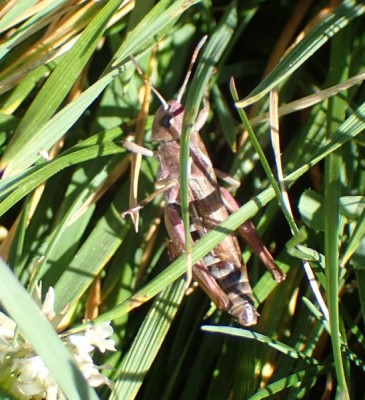 7) fem Aeropedellus variegatus?