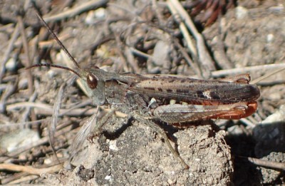 6) male bigutulus?