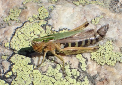 5) Omocestus viridulus?