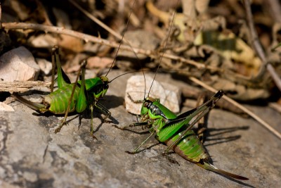 Eupholidoptera chabrieri - Grüne Strauchschrecke
