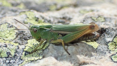 4) Omocestus viridulus?