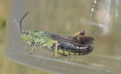 3) Stenobothrus lineatus?