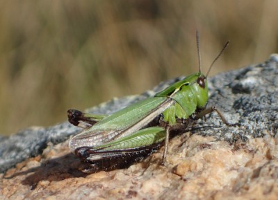7) Omocestus viridulus