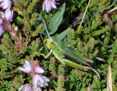 6) Omocestus viridulus