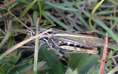 4) Stenobothrus lineatus fem?