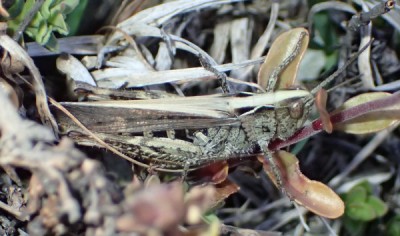 3) Stenobothrus lineatus fem?