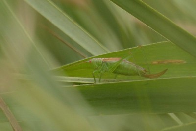 Conocephalus dorsalis